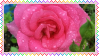 0 rose