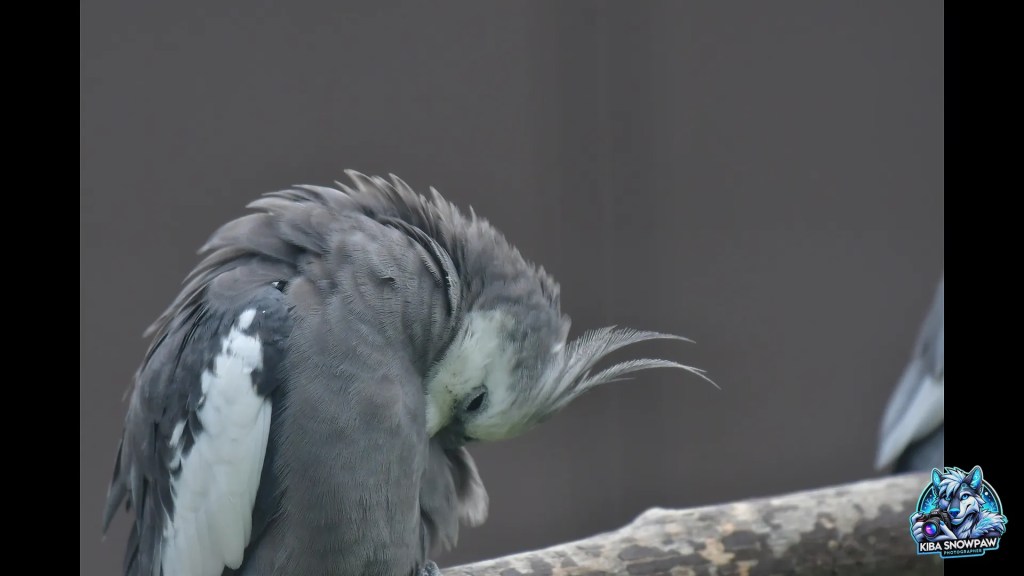 A grey cockatiel lowering its head.