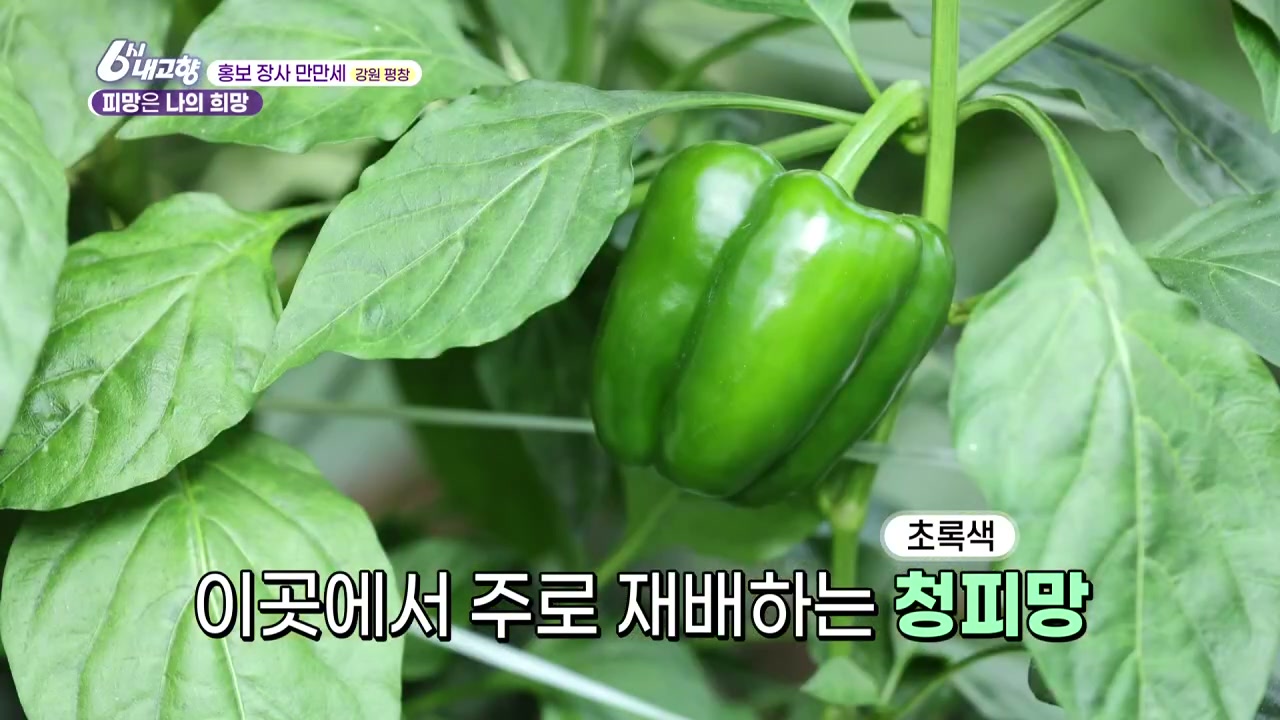 6시내고향 홍보장사만만세 평창 피망 캡처