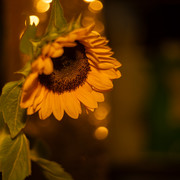 DSC08029 копия