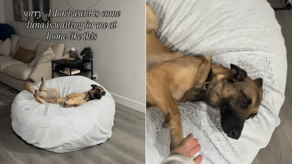 A Dog's Bed Becomes a Human's Sanctuary