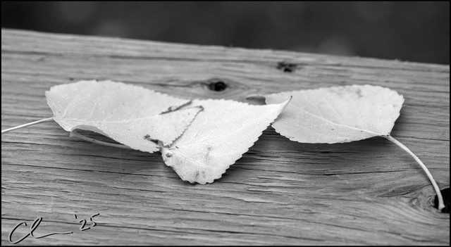 leaves-shelf-CAS09408