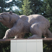 IMG 3518