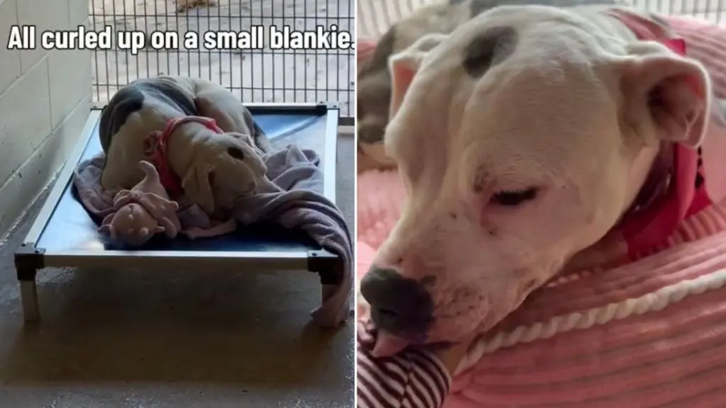 A Shelter Dog Finds Comfort in a Simple Act of Kindness