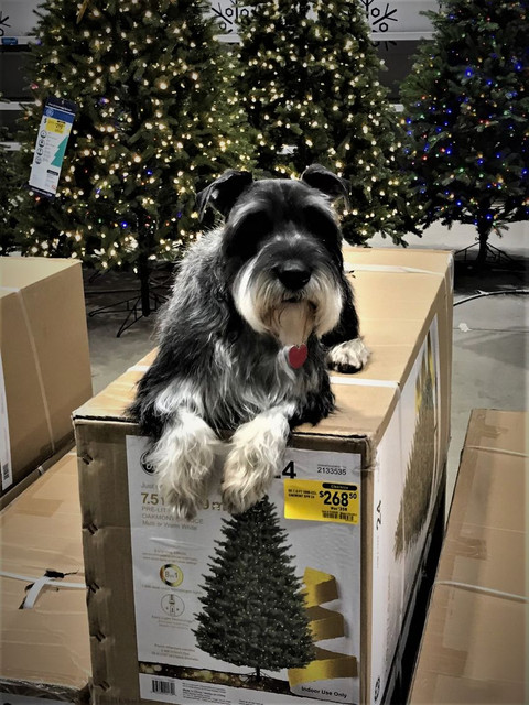 Christmas-Max