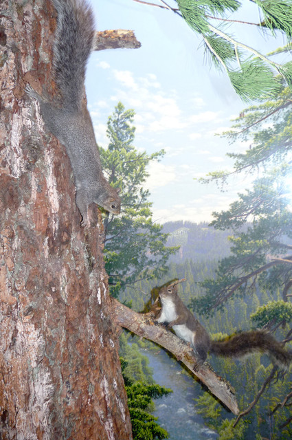 Squirrel.jpg