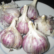 IMGP0380