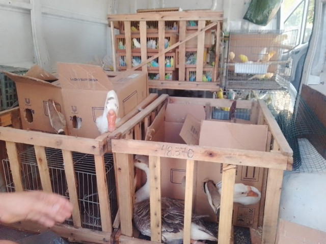 AVES