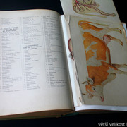 IMG-5393