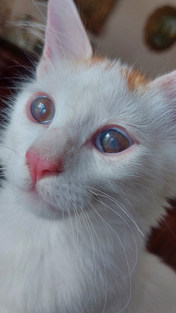 occhimisha