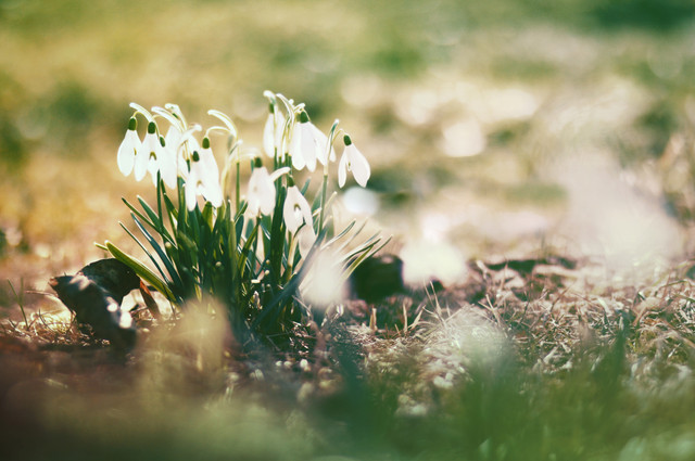spring-077