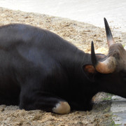 Gaur2