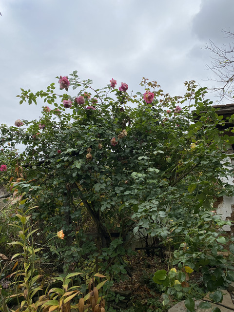 IMG-4805