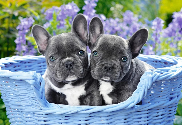 What to Consider Before Buying French Bulldog Puppies