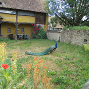 IMG 3643