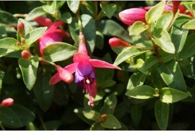 fuchsia.jpg