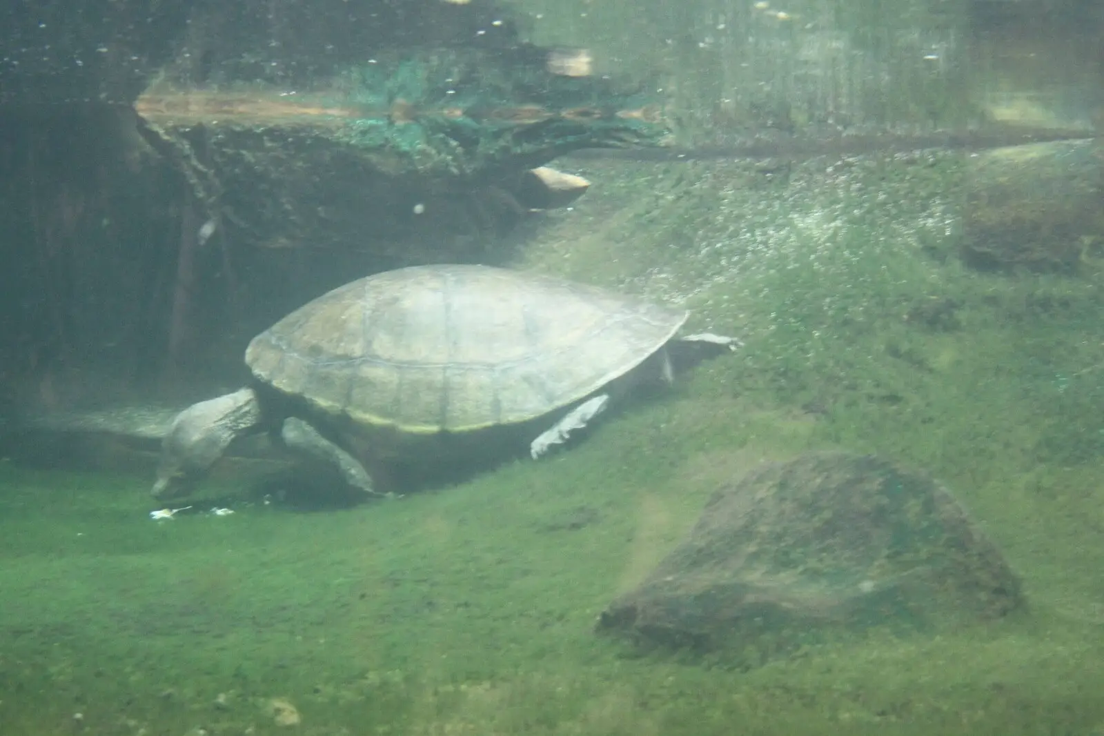 Tortugas de Río