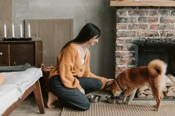 Instinct vs Primal Dog Food: A Comparative Analysis