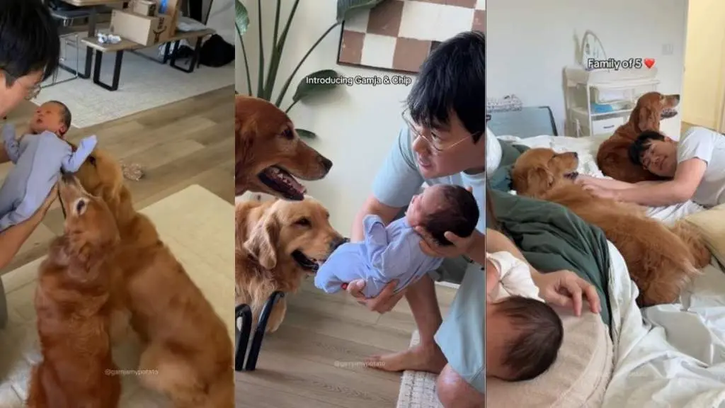 Golden Retrievers Show Contrasting Reactions to New Baby Brother