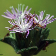 X2-IMGP4376