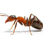ant-red