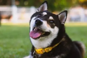 Pet Insurance Showdown: ManyPets vs Pets Best