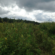IMG-3989