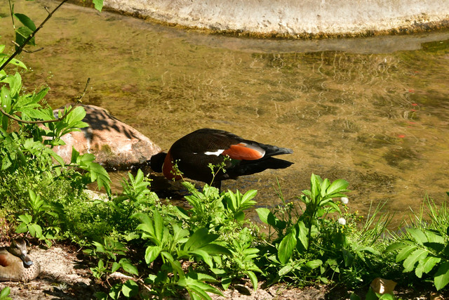Red-breasted Geese at Copenhagen Zoo