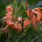 DSC 0484