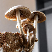Shiitake