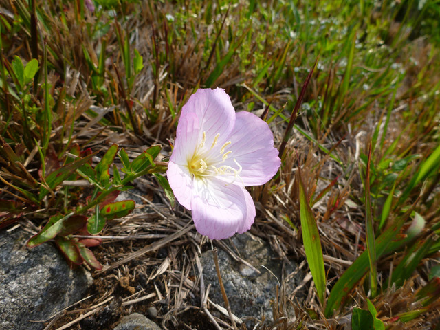 2017-04-25-082