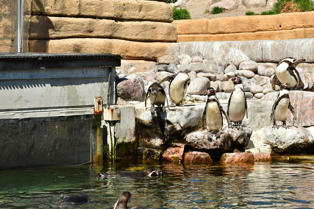 Penguins beside the rocks and pool