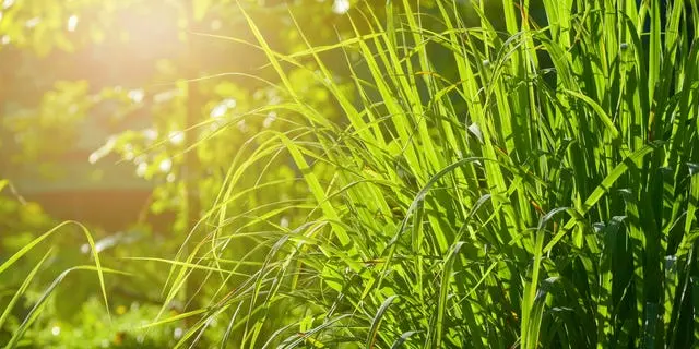 10 Plante care țin țânțarii la distanță