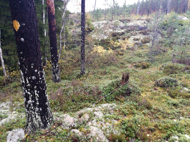kintulammi