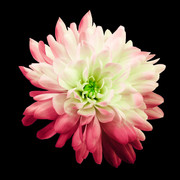 shutterstock-1205145436-1