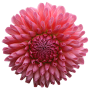 Tropical-Sunrise-164.png