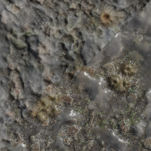 frozenmarshlichen01.jpg