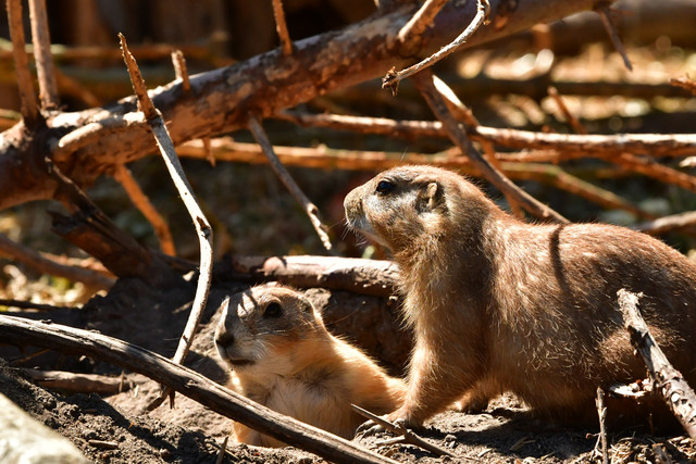 Two black-tailed prairie dogs above ground at Copenhagen Zoo.