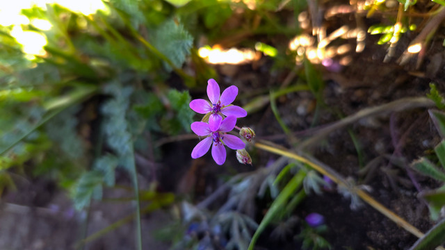 Common Stork's Bill