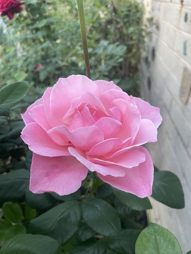 073-AE8-AF-8521-4730-B200-E5-C6-FDC584-FE-1-105-c