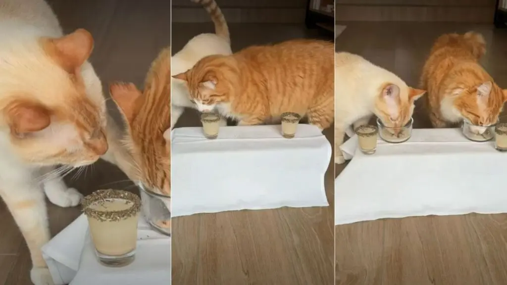 Owner Turns Cats’ Dinner Into a Michelin‑Star Experience