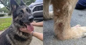 Senior Dog's Fate Rewritten by Compassionate Vet