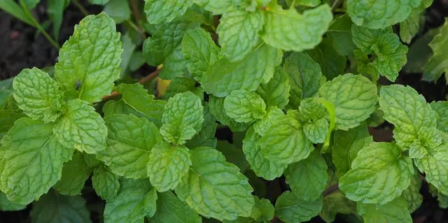 Menta de vară: Aroma și beneficiile unei plante indispensabile