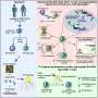 CAR T Therapy’s Success Varies Among Patients