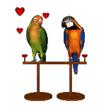 horrifinglovebird.gif