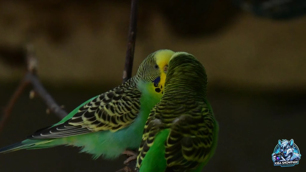 Two budgerigars close together on their perch.
