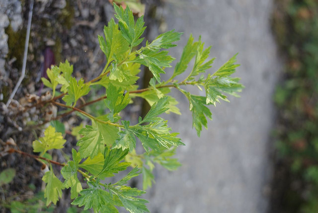 DSC5346-result.jpg