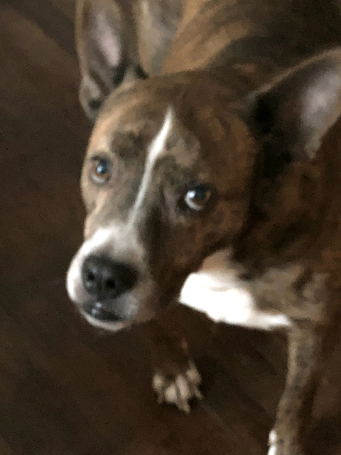 Peanut