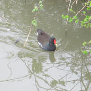 IMG-4095