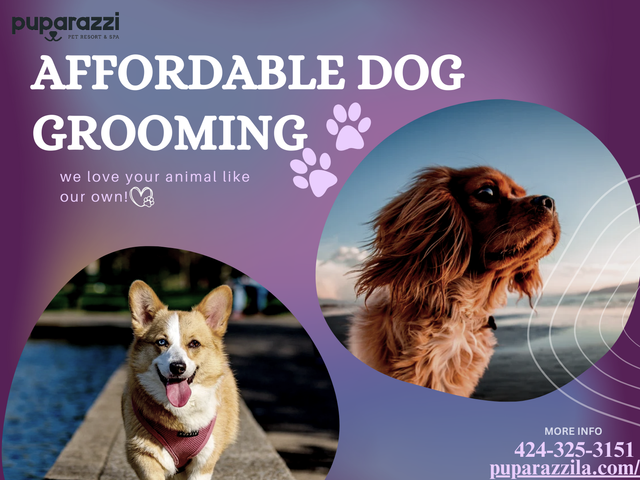 Affordable-Dog-grooming